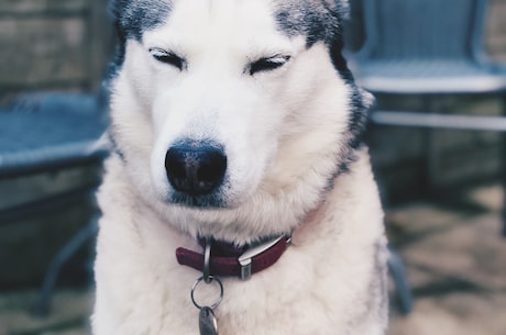 哈士奇雪橇犬(哈士奇雪橇犬：驯服冰天雪地的勇者)