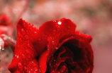紫玫瑰花语，转达着浪漫与祝福的情绪