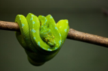 全球最毒的蛇第一名 - 黑曼巴