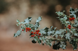 了解冬青图片：冬青树的特点和美丽景观