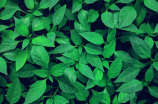 吸甲醛的植物(这10种吸甲醛的植物，不仅能净化空气，还十分雅观！)