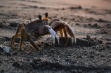 恐怖！江苏一渔民竟意外钓上数只熏染寄生虫的大闸蟹蛭