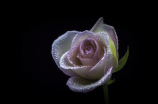 玫瑰花的花语(玫瑰花的花语详解，你知道几个？)