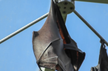 无翼蝙蝠为何如此吸引人注意？