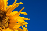 太阳花图片(【太阳花图片】太阳花的科学知识和美丽之处)